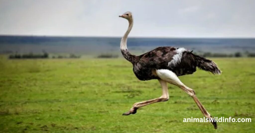 Ostriches