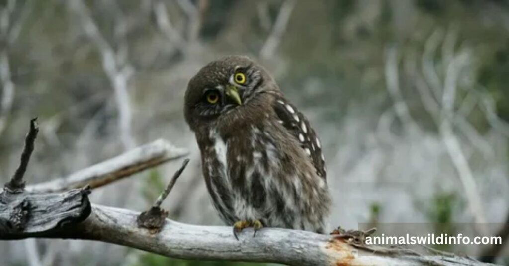 Owls