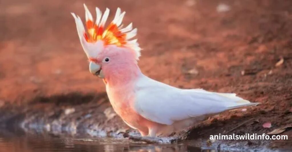 Palm Cockatoo