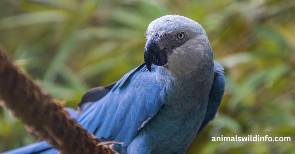 Parrot