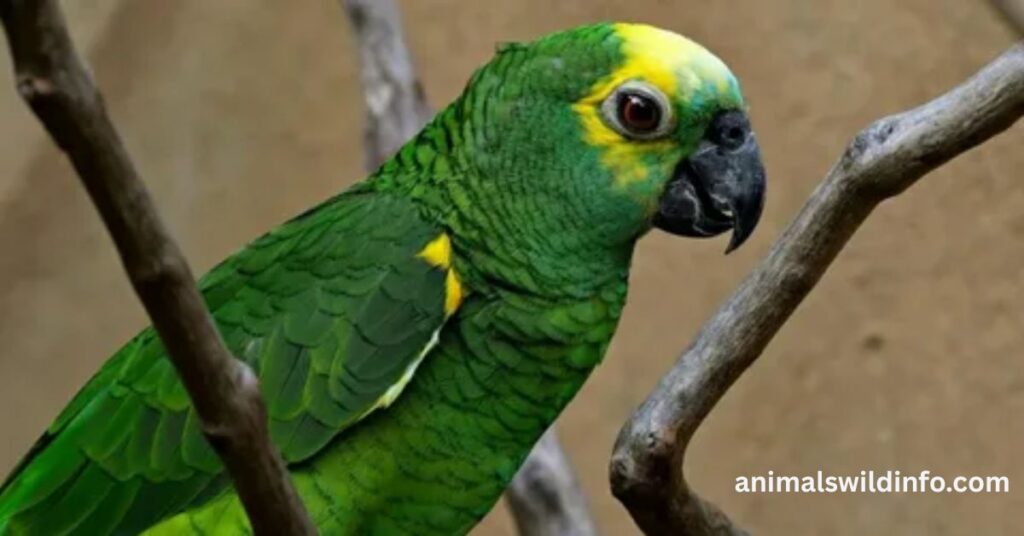 Parrots