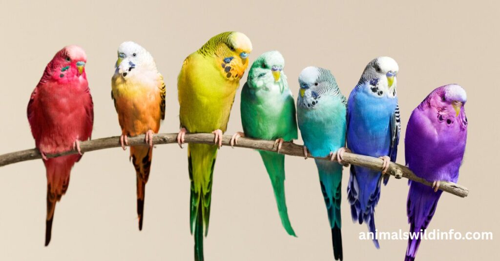 Parrots – Birds With Impressive Memory and Intelligence