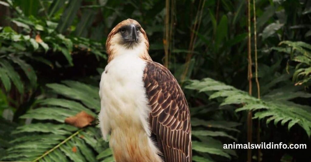 Philippine Eagle