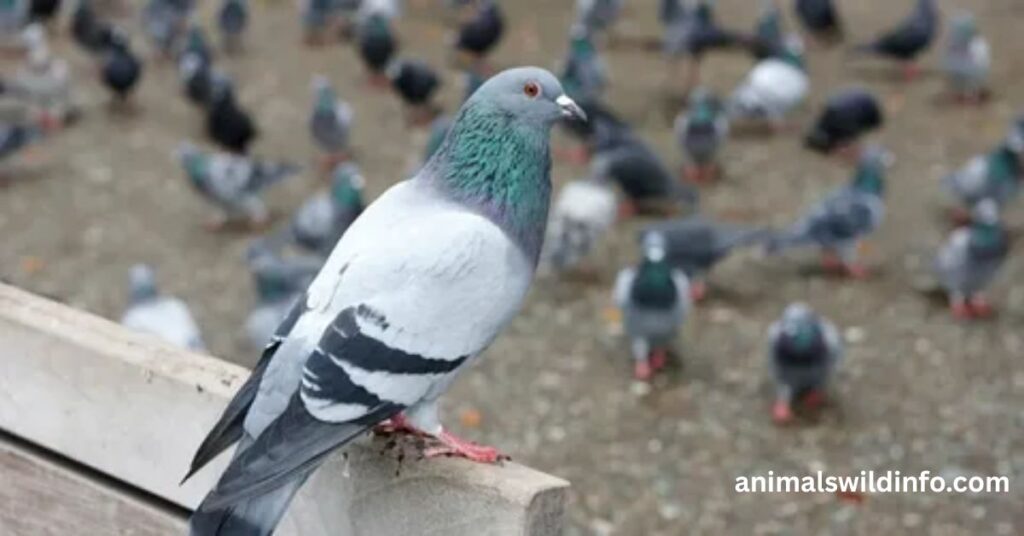 Pigeons