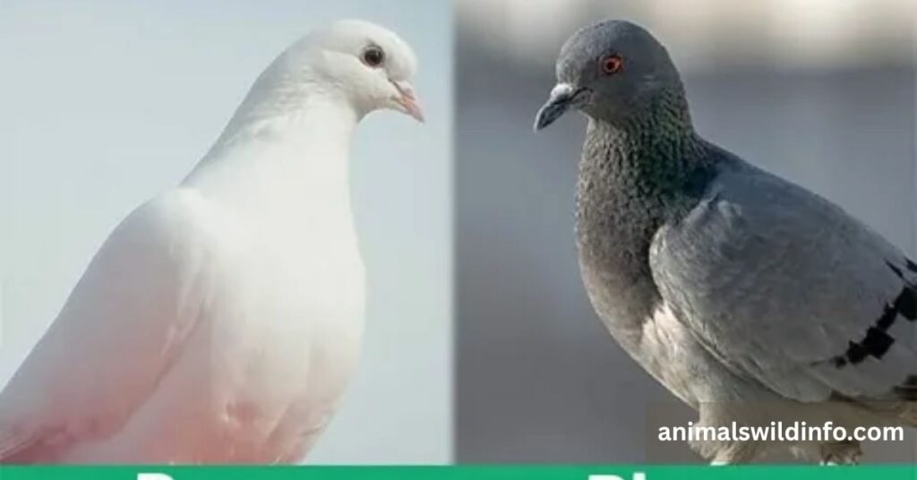 Pigeons and Doves