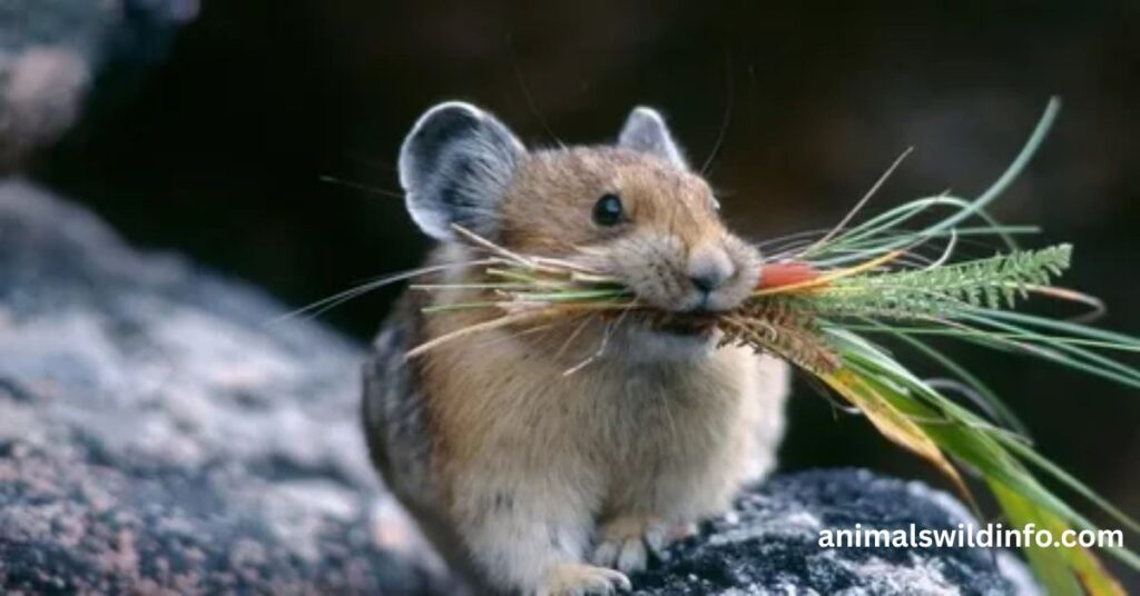 Pika
