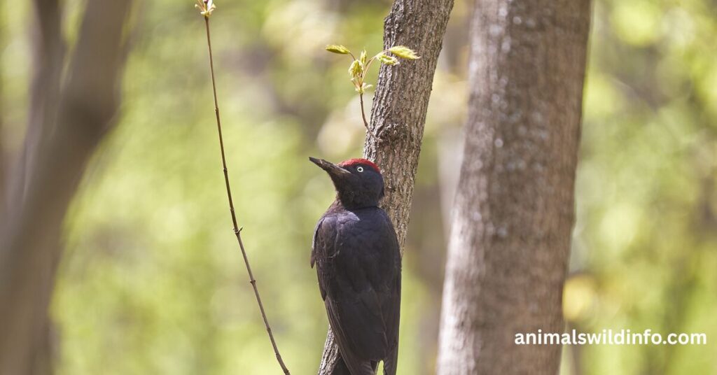Pileated Woodpecker