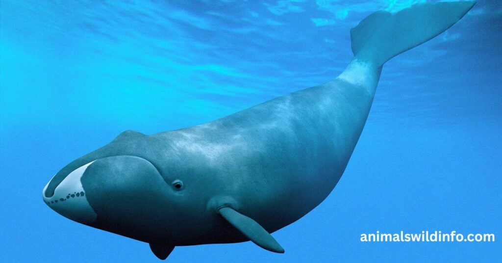 Pilot Whale – A Large-Brained Social Mammal