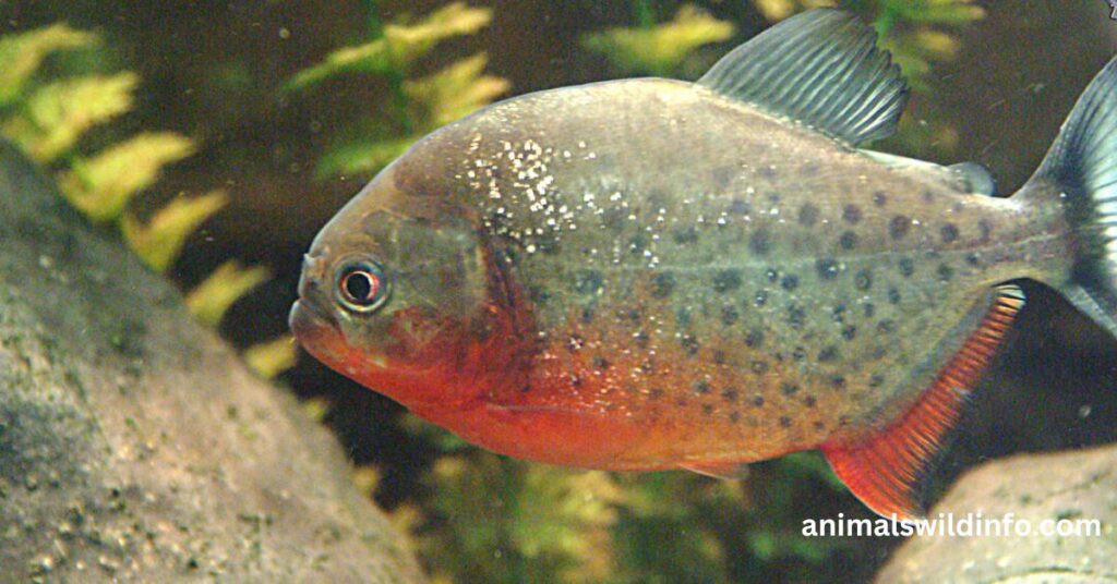Piranha