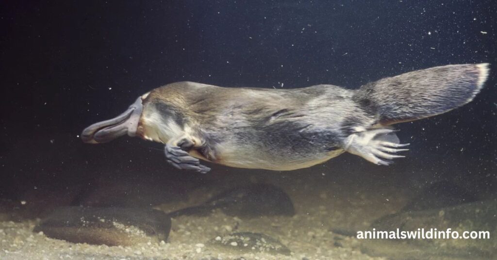 Platypuses