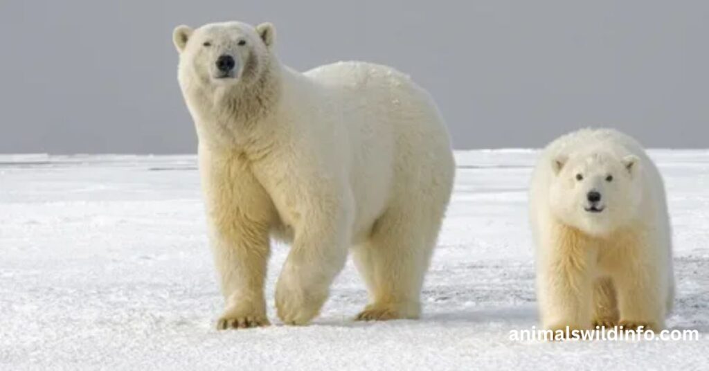 Polar Bear