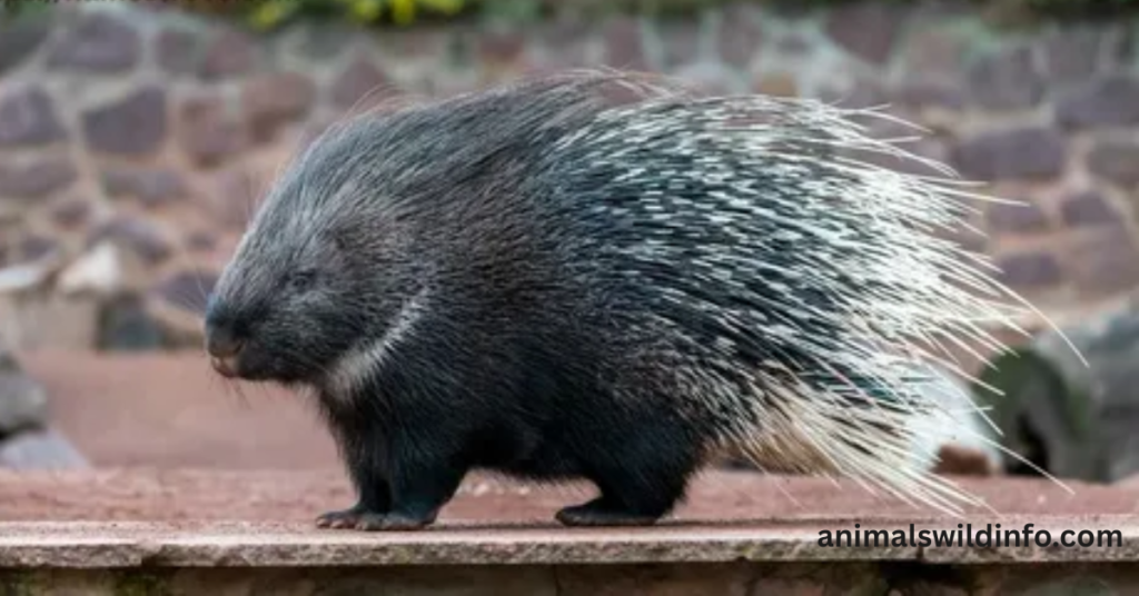 Porcupines in Georgia
