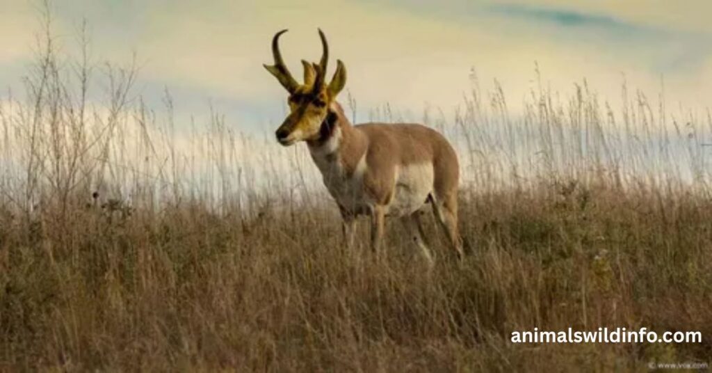 Pronghorn Antelope