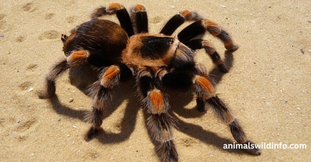 Puerto Rican Tarantula