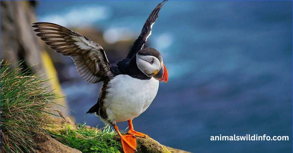 Puffins