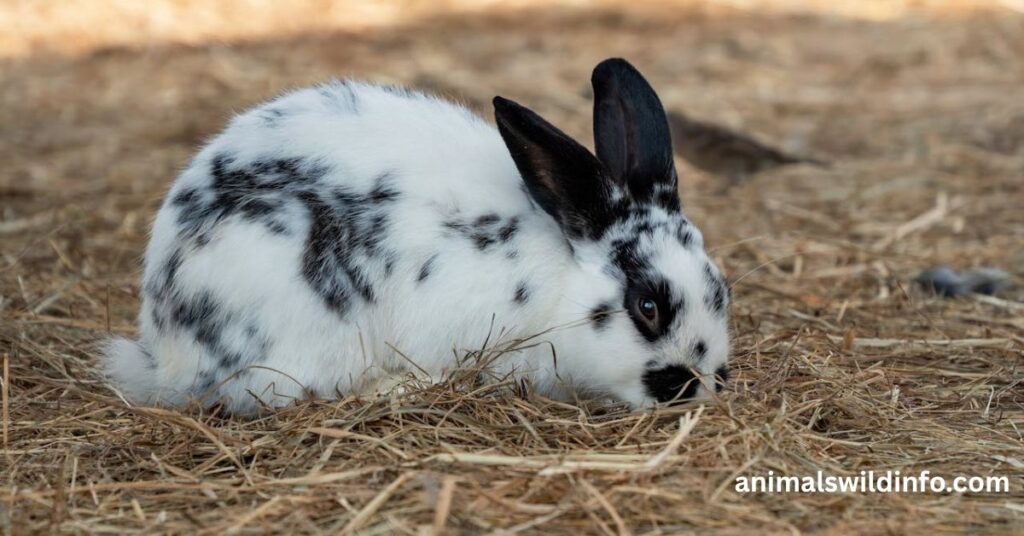 Rabbit