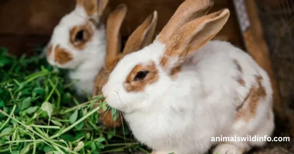 Rabbits