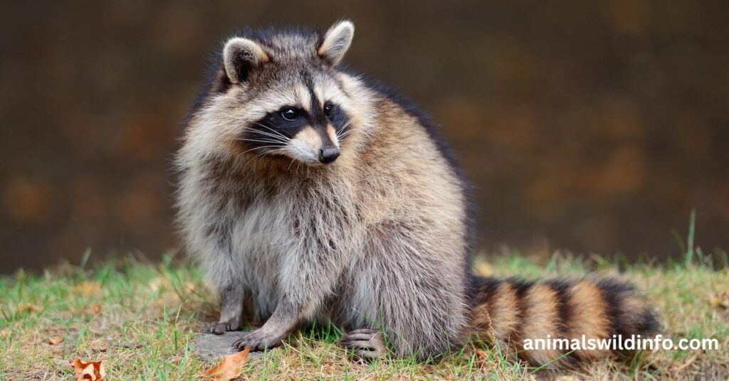 Raccoons