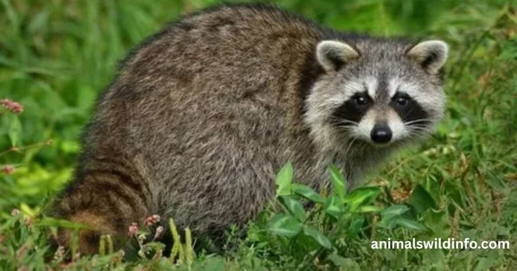 Raccoons