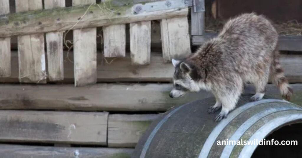 Raccoons