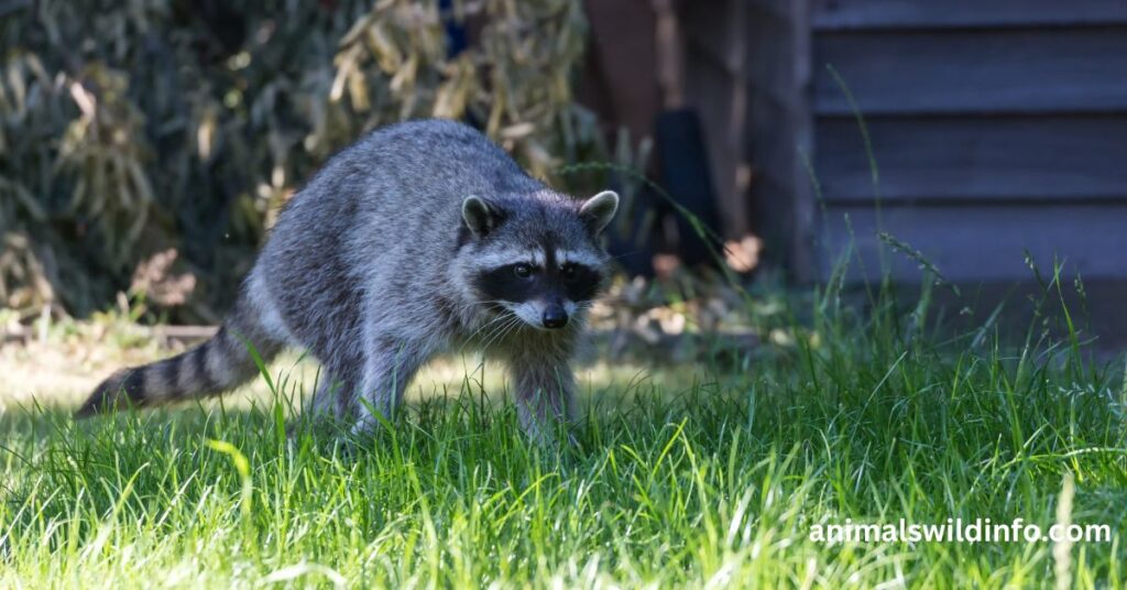 Raccoons