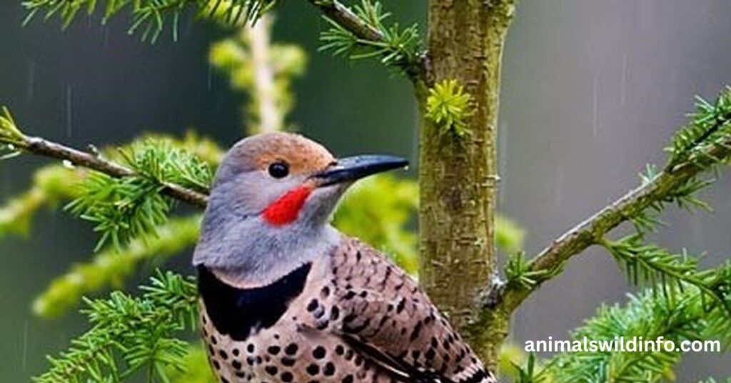 Red-bellied Woodpecker