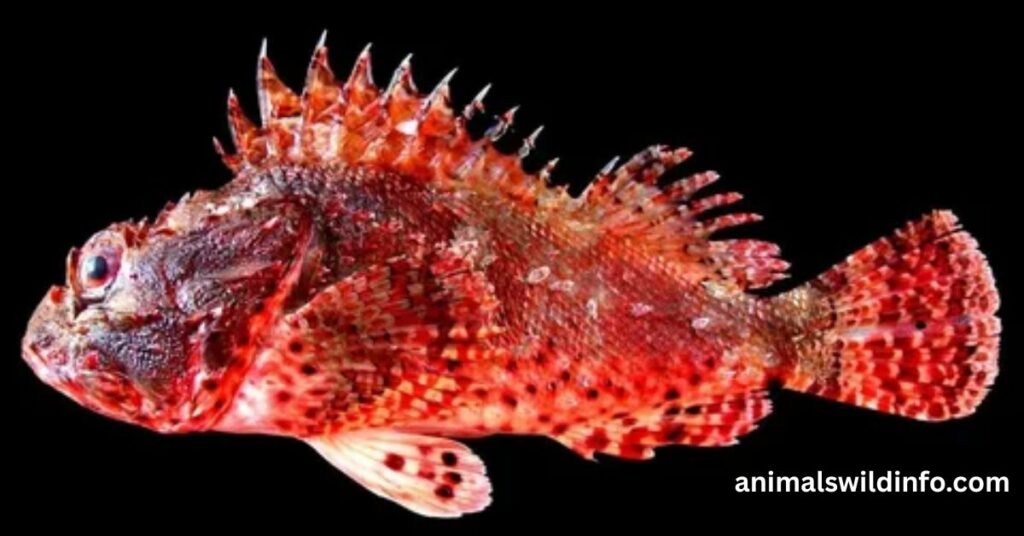 Red Lionfish
