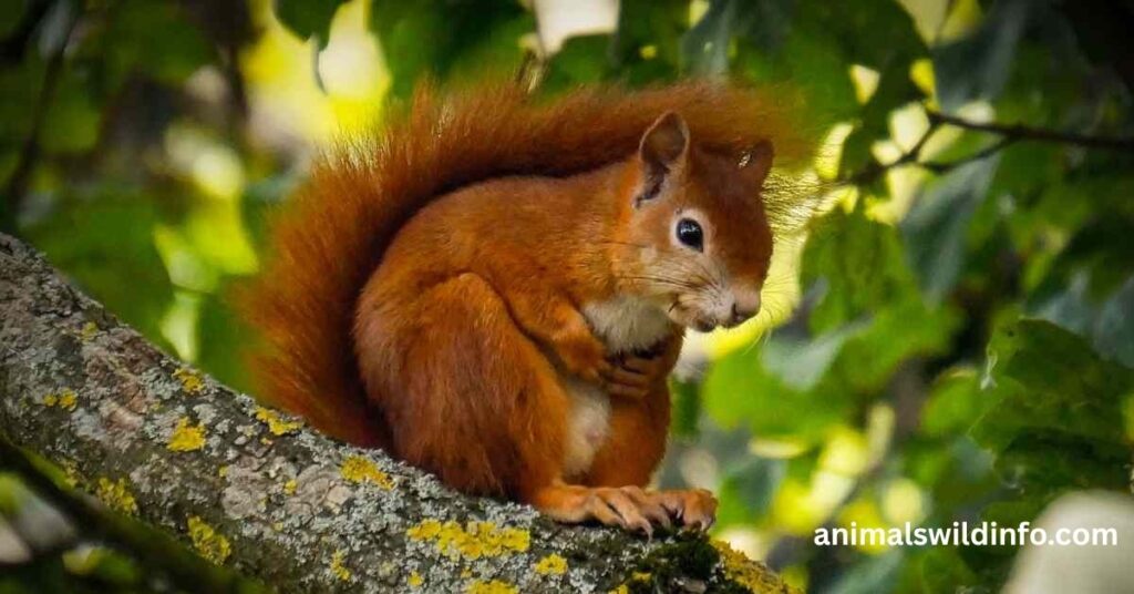 Red Squirrel