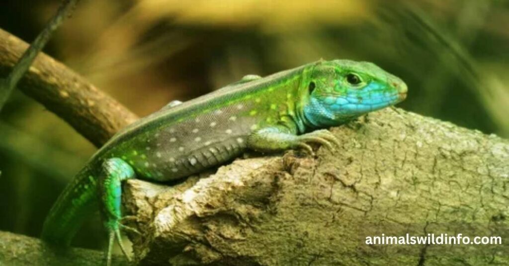 Reptiles