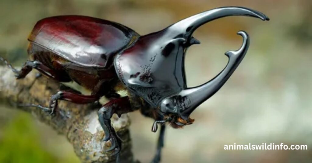 Rhinoceros Beetles