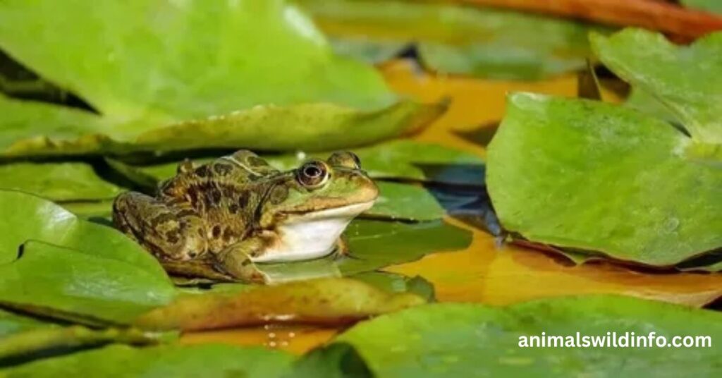 River Frog