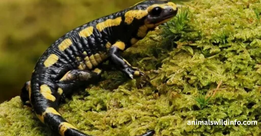 Salamanders