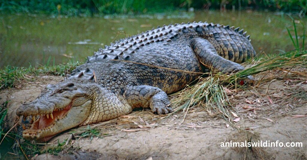 Saltwater Crocodile