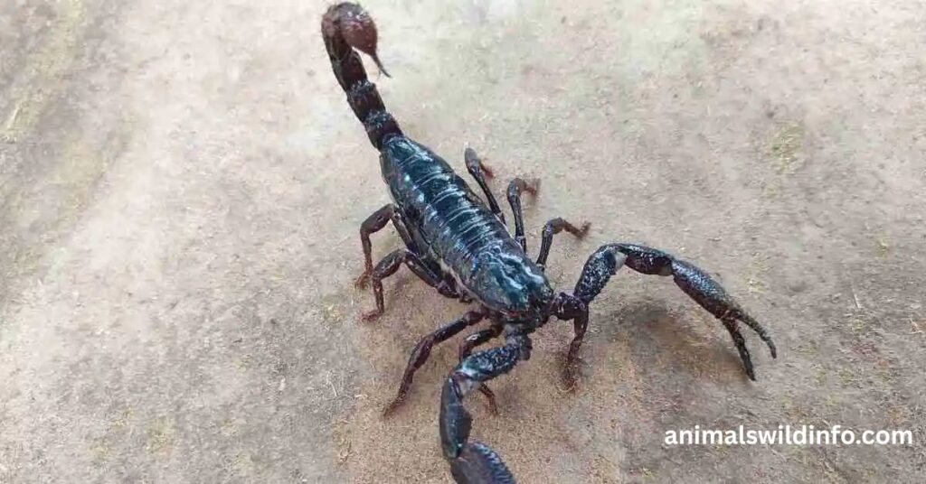 Scorpion