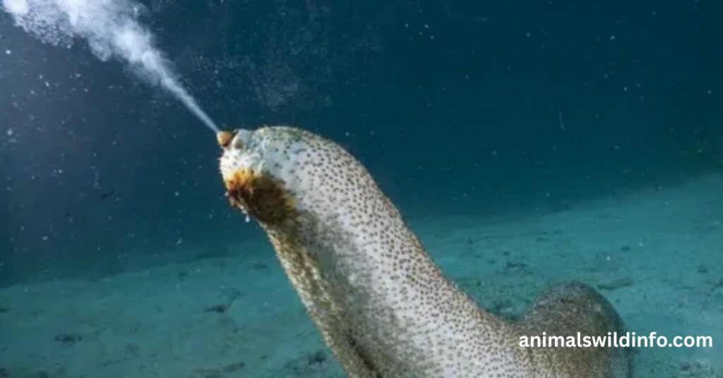 Sea Cucumbers