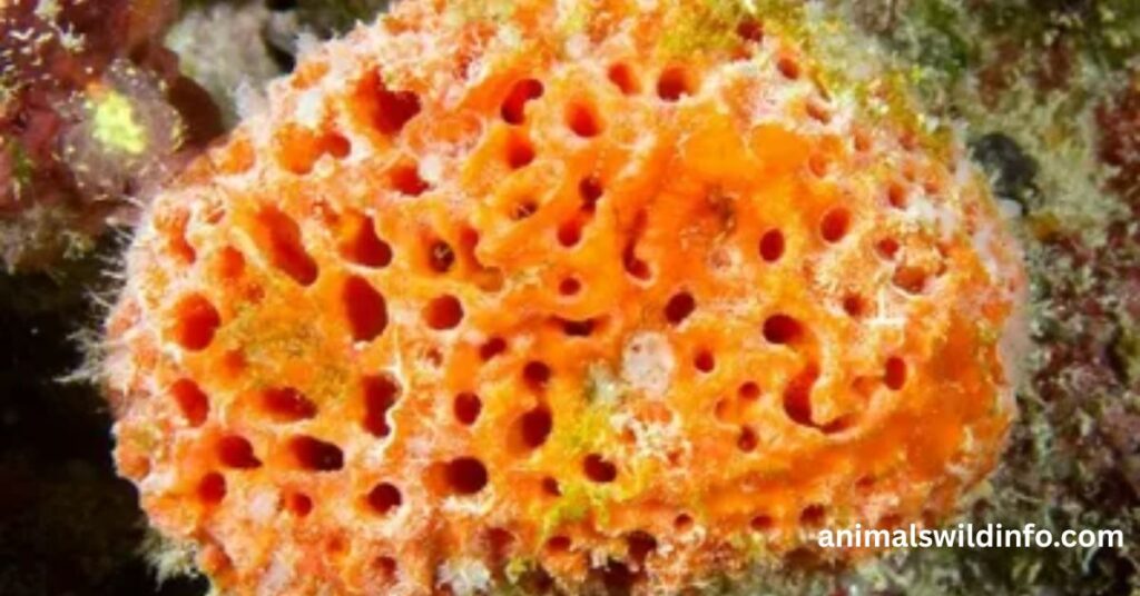 Sea Sponges