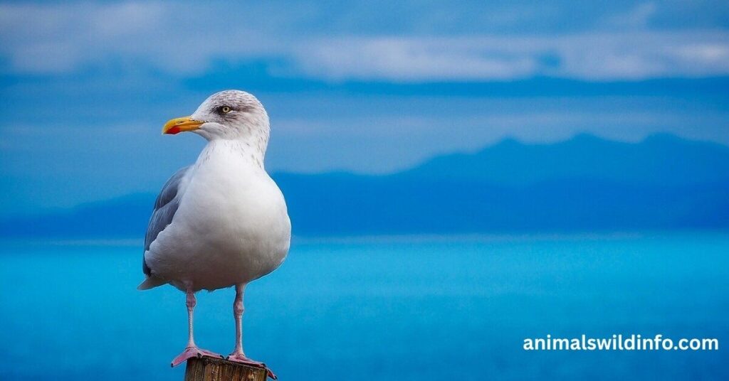 Seagulls