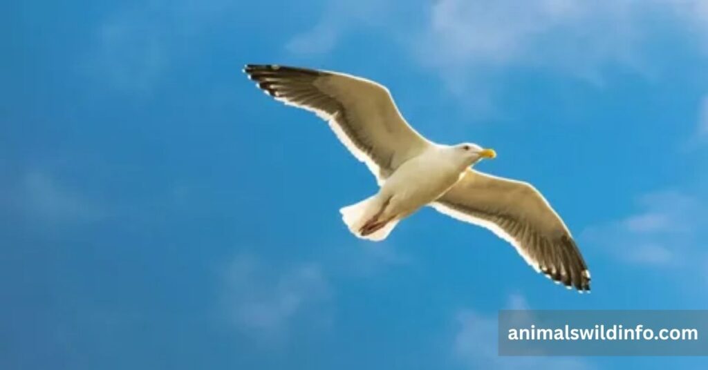 Seagulls