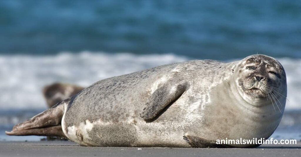 Seals
