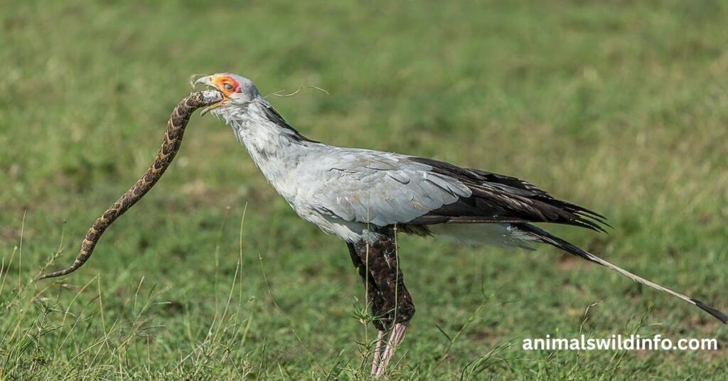 Secretary Bird