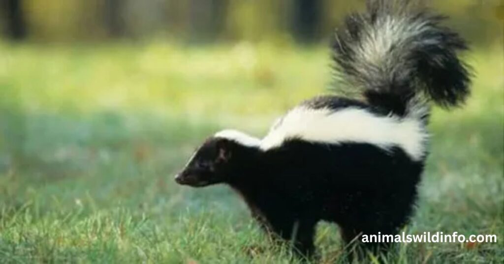 Skunks