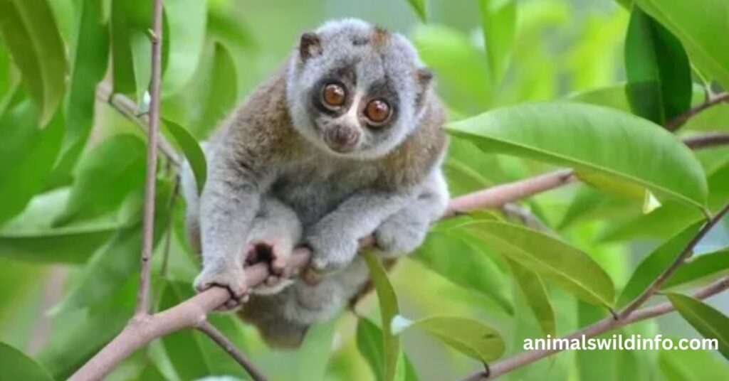 Slow Lorises
