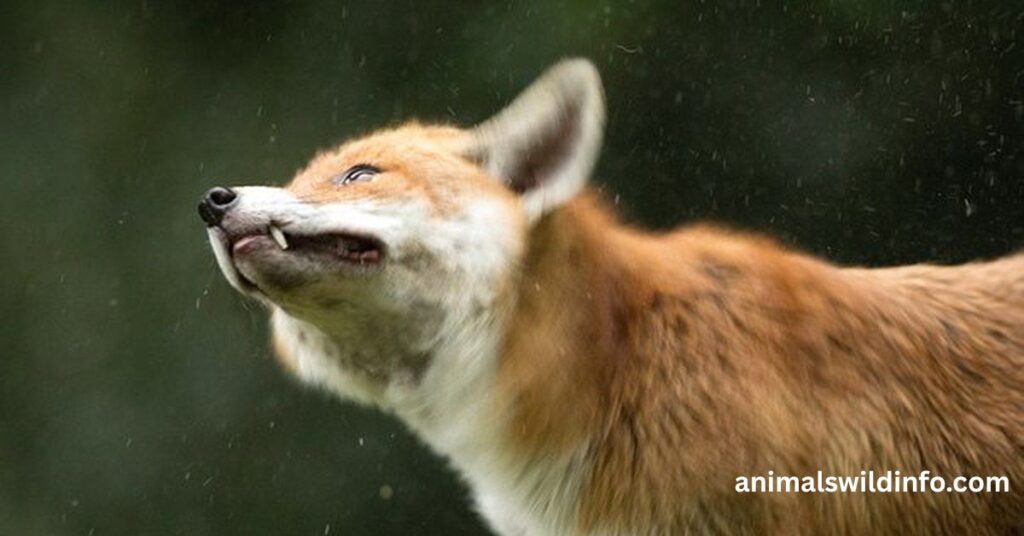 Some Fox Calls Can Sound Like Human Laughter