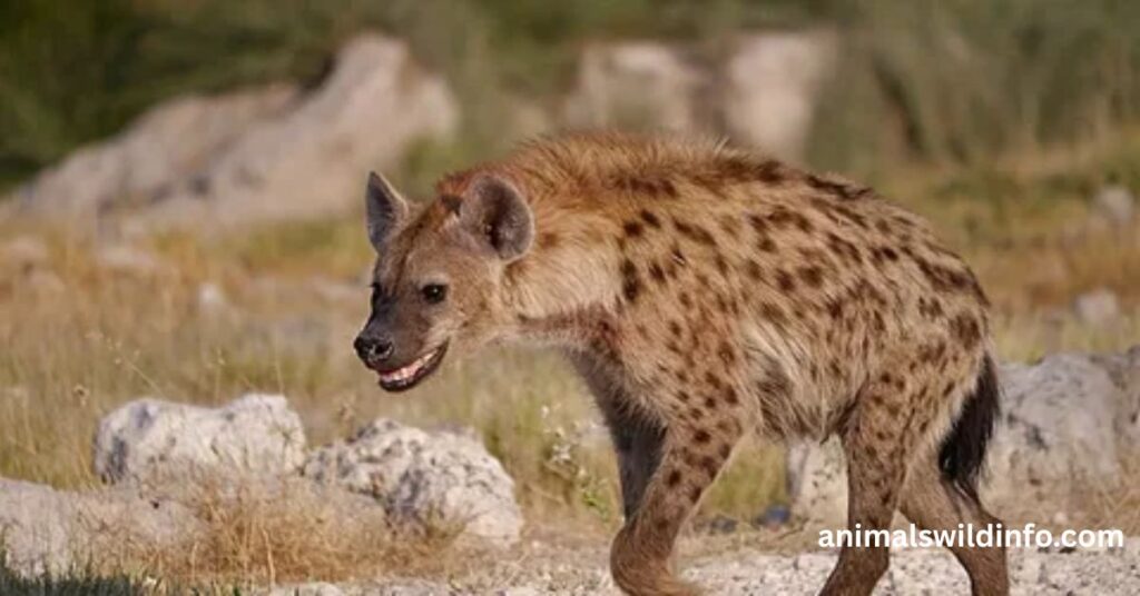 Spotted Hyena