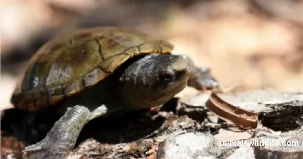 Spotted Turtle