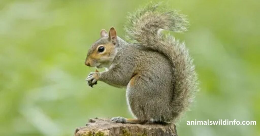 Squirrel
