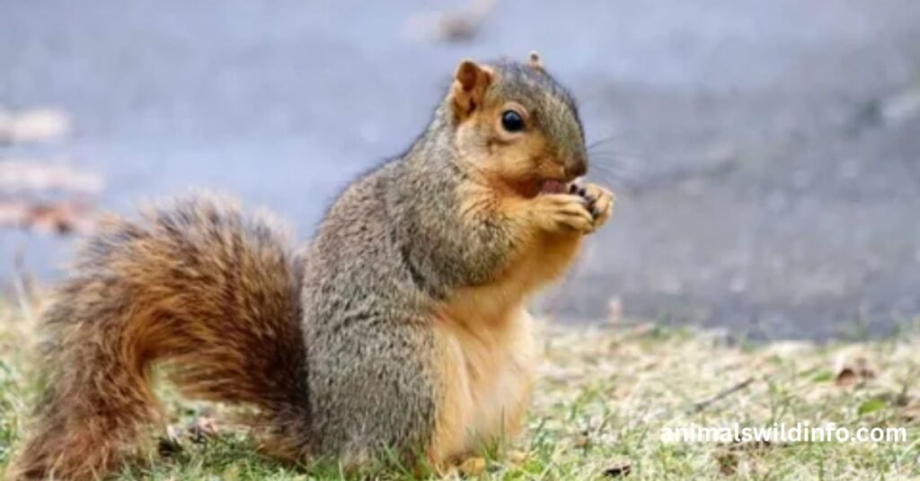 Squirrels