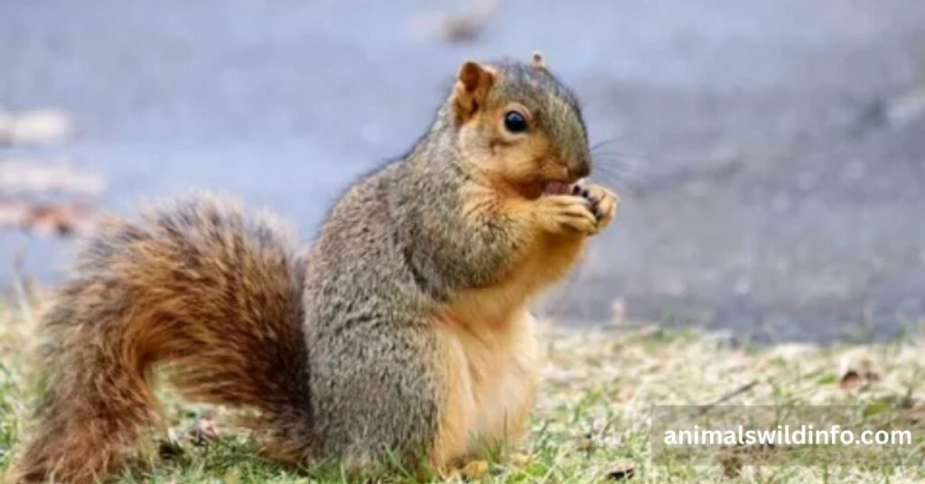 Squirrels