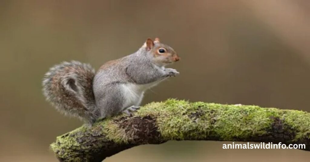 Squirrels