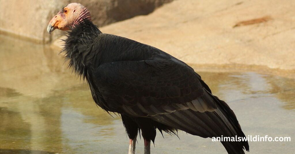 Strongest Birds in the World